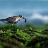 Kulik bledy - Pluvialis squatarola - Grey Plover o0806